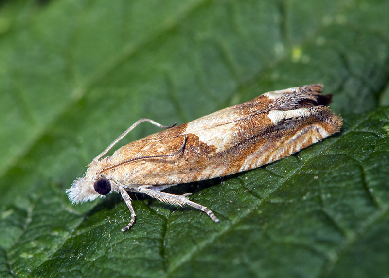 Tortricidae - Eucosma conterminana
